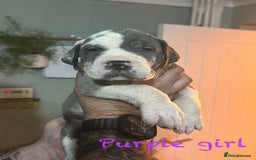 Great Dane dogs for sale: KC registered blue Great Dane puppies - Image 9