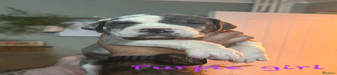 Great Dane Puppy 2 - purple collar