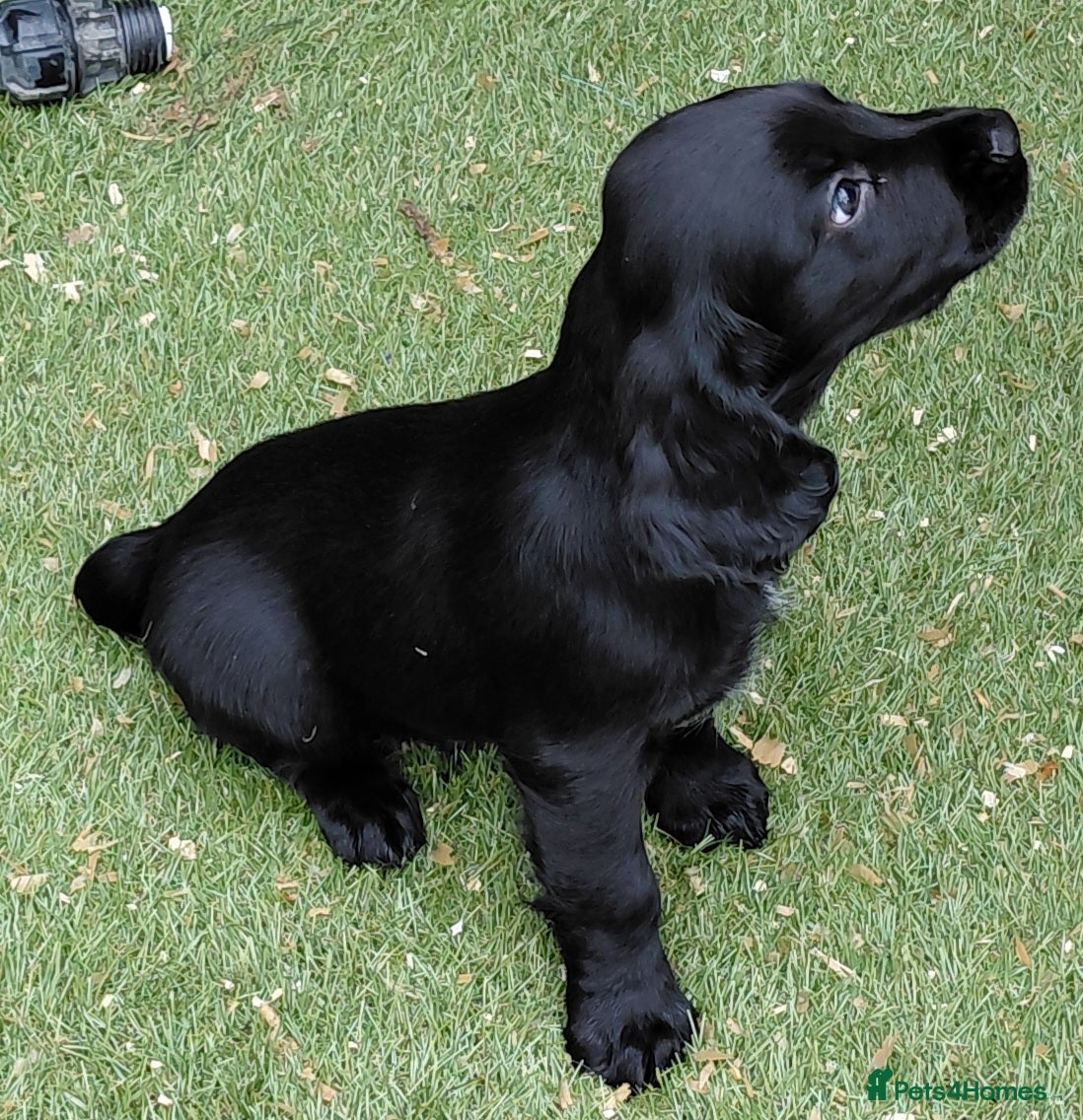 Sprocker dogs Sprocker puppies 75% cocker - Advert 2