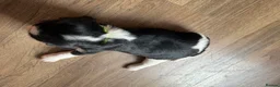 Beaglier dogs for sale: 🐾 Millie’s Beautiful Second & Final Litter 🐾 - Advert 9