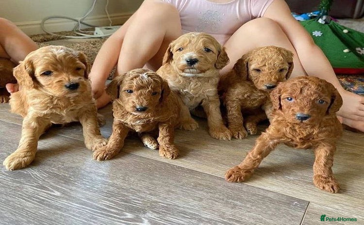 Goldendoodle dogs - Advert 1