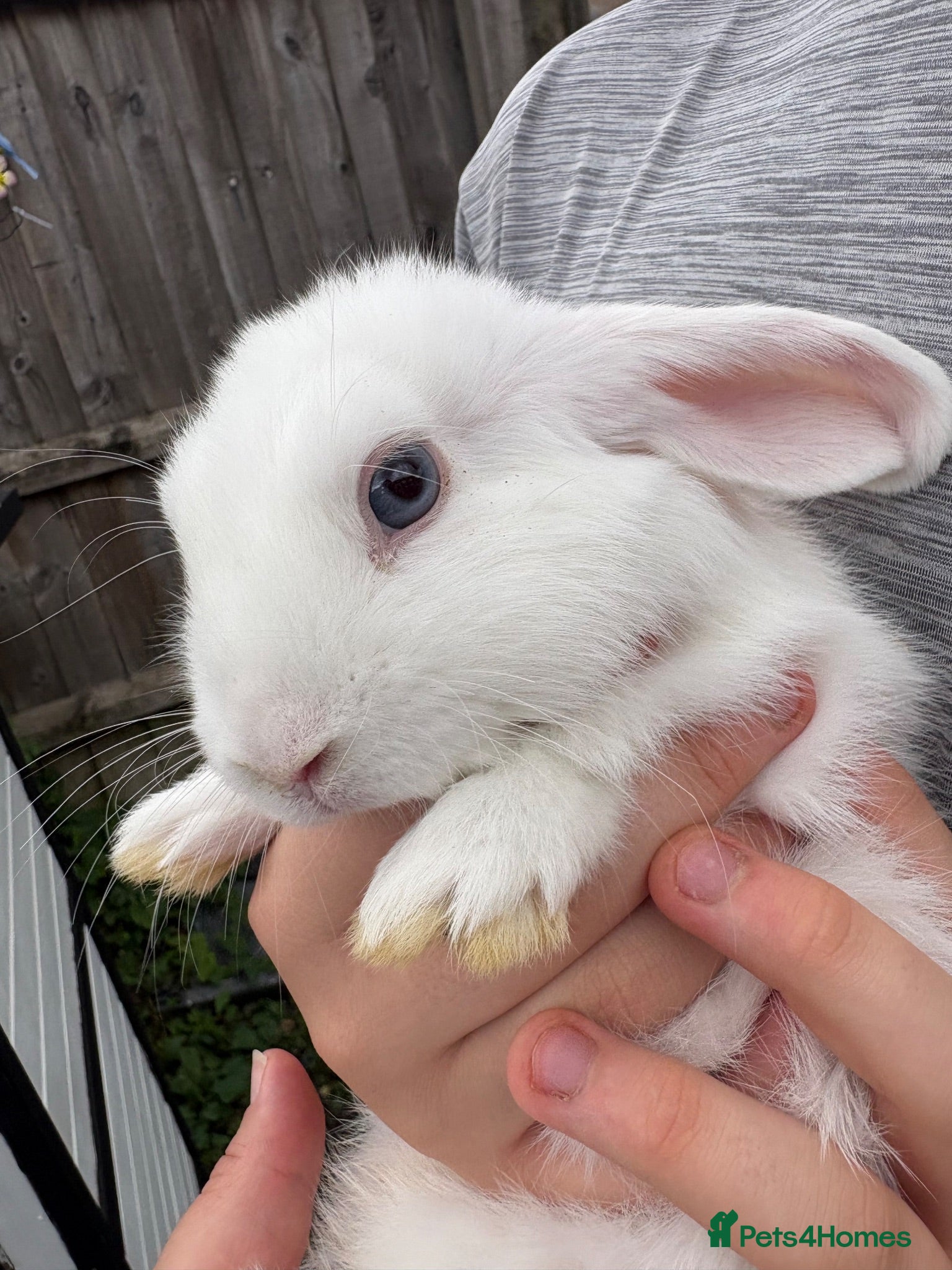 Mini Lop rabbits Mini lops for sale - Advert 1
