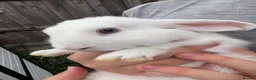 Mini Lop rabbits for sale: Mini lops for sale - Advert 1
