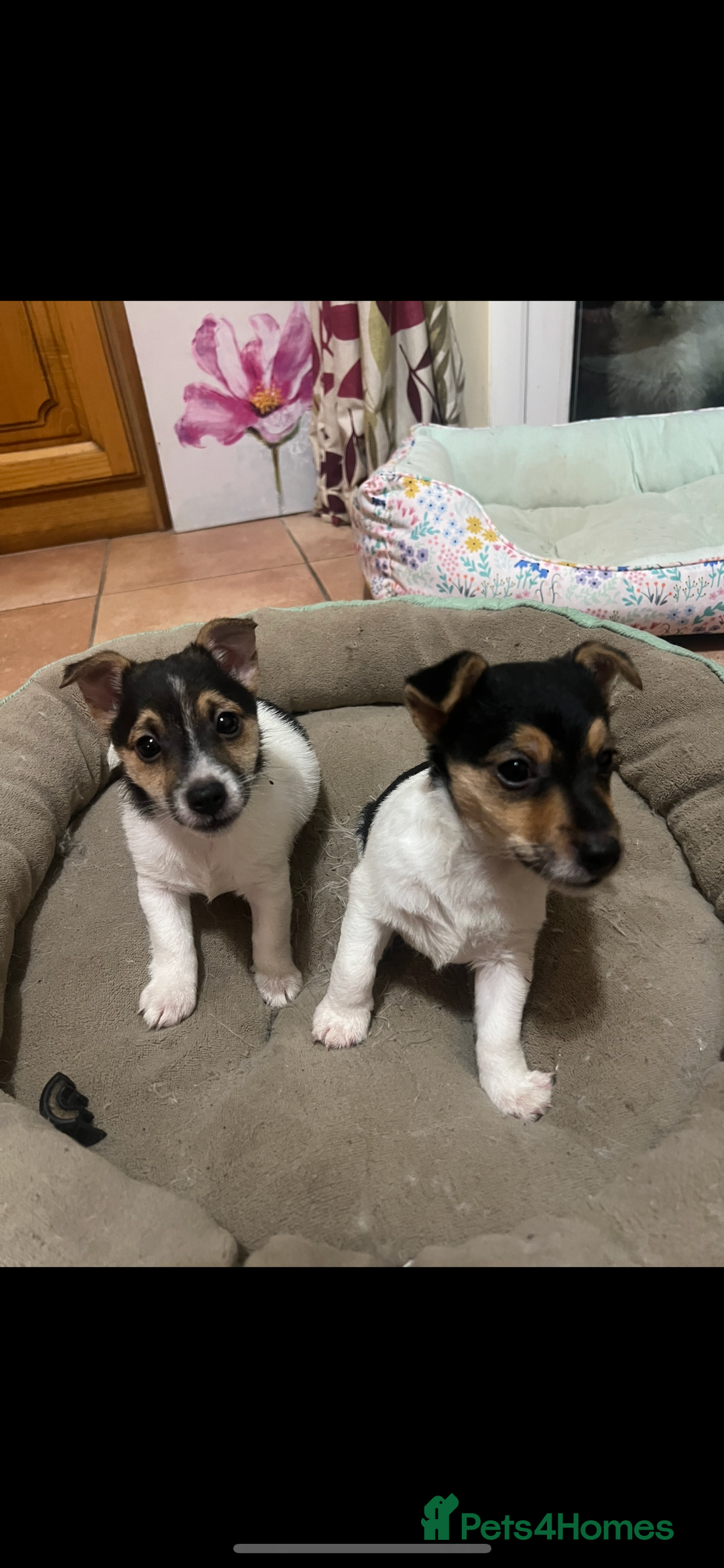 Mixed Breed dogs for sale: 2 JackRussel x Lakeland Terrier pups for sale - Advert 2