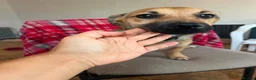 Mixed Breed dogs for adoption: Little Lucky is looking for a family 💙 - Advert 3