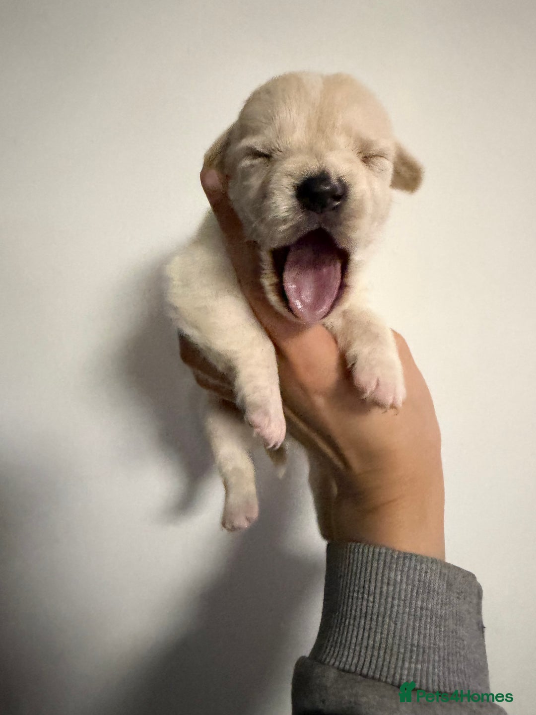 Mixed Breed dogs for sale: West highland terrier cross danishSwedish farm dog - Advert 3