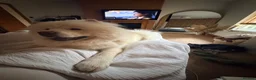 Chow Chow dogs for sale: white chow chow boy  in Birmingham - Advert 3