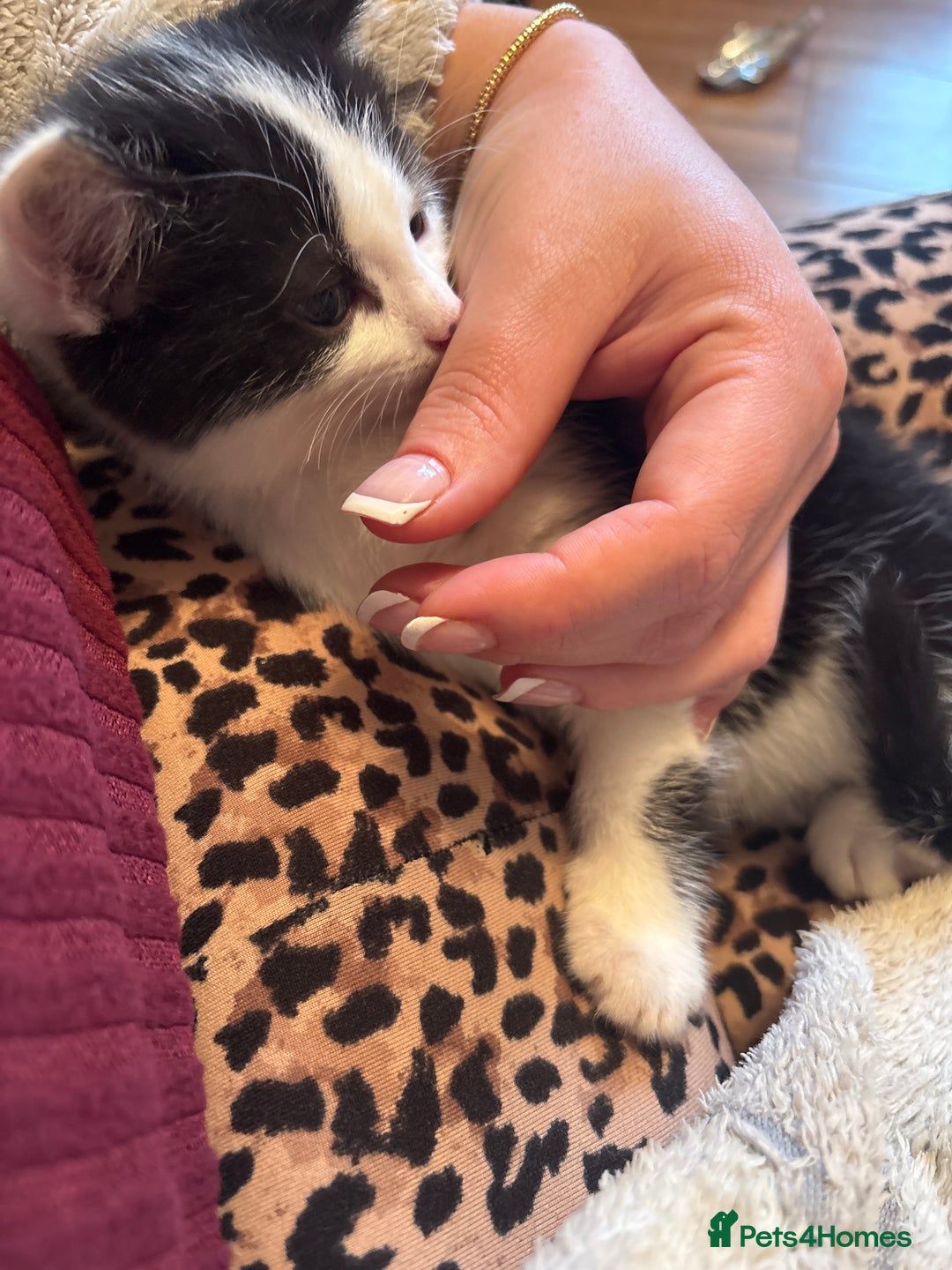 Ragdoll cats for sale: 2 male kittens for sale ready now  - Advert 5