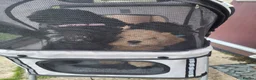 Cavapoo dogs for sale: F1B Toy Cavapoo Puppies-Extensively health tested - Advert 2