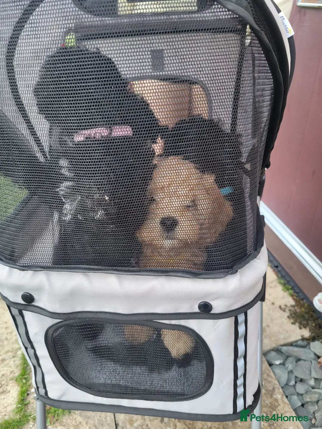 Cavapoo dogs for sale: F1B Toy Cavapoo Puppies-Extensively health tested - Advert 2