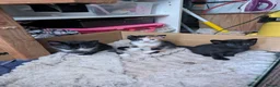 Mixed Breed cats for sale: 5 kittens looking for new homes - Advert 5