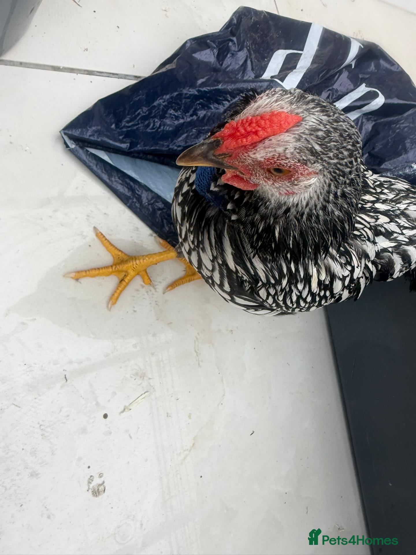 Chickens poultry Pure Silver Laced Wyandotte Cockerel - Advert 3