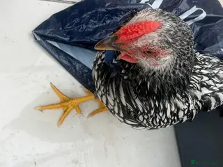 Chickens poultry Pure Silver Laced Wyandotte Cockerel - Advert 6