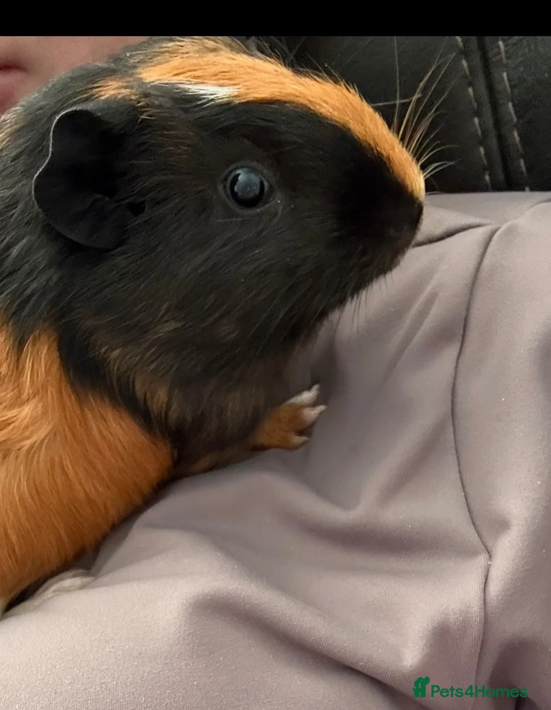 Guinea Pig rodents for sale:  Two female guinea pigs  in Llandudno - Advert 2