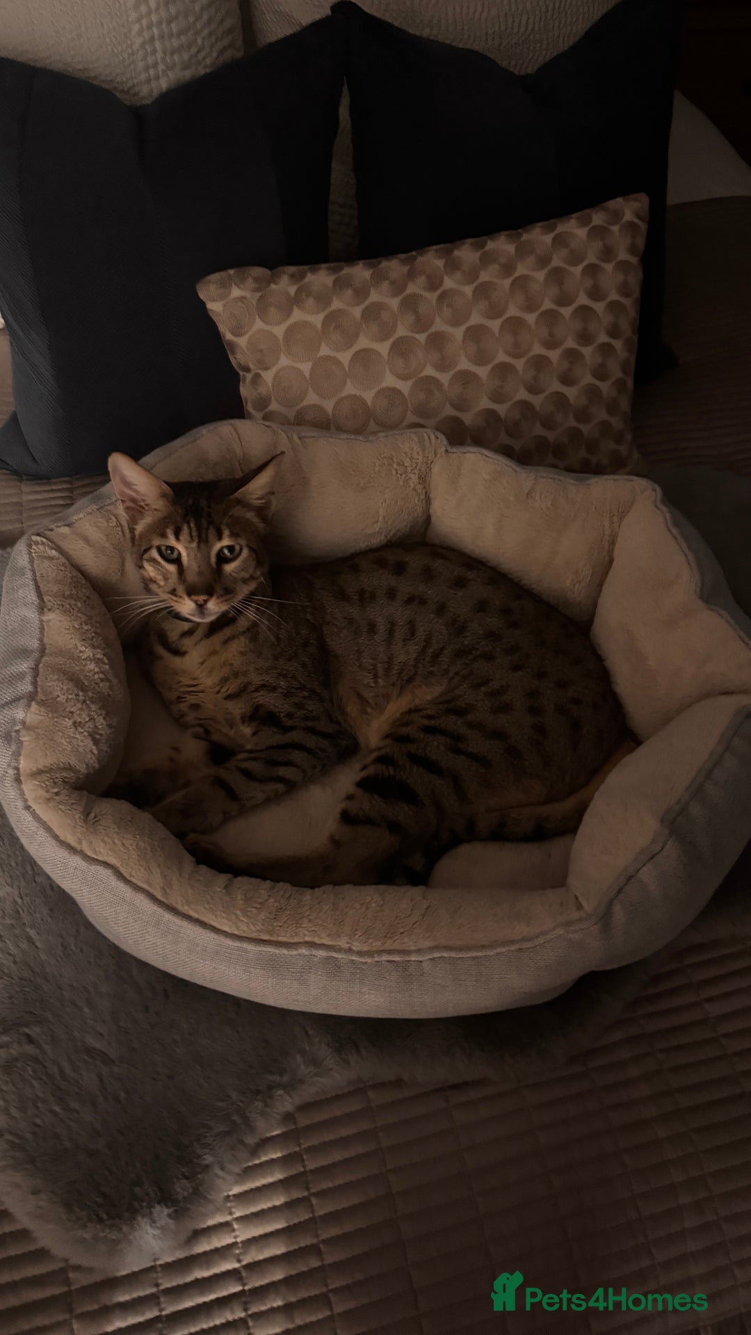 Savannah cats for sale: Savannah Cat looking for a new home  - Image 4