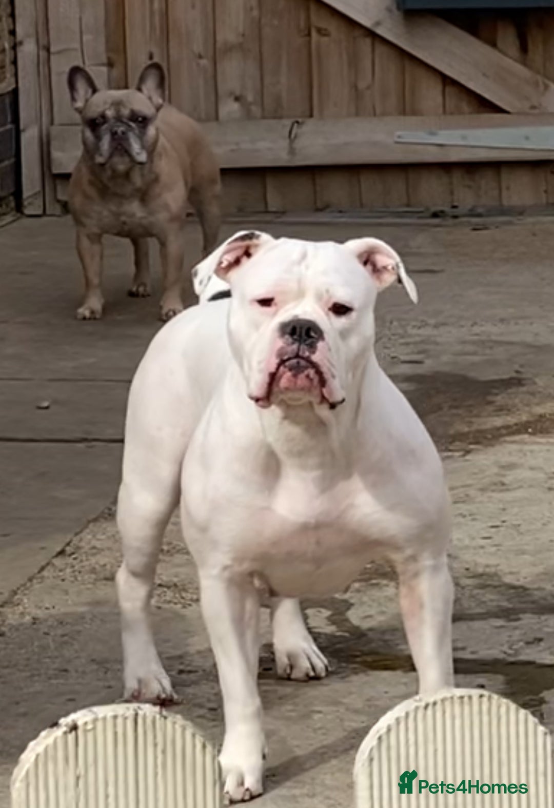 Olde English Bulldogge dogs for sale: Olde English Bulldogge puppies - Image 16