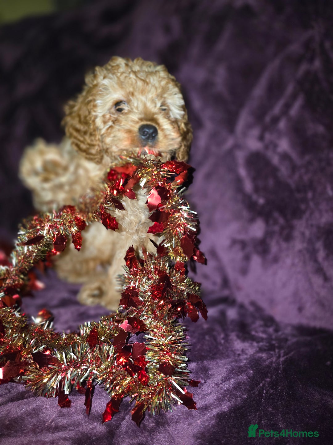 Cavapoo dogs for sale: For sale  - Advert 1