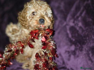 Cavapoo dogs For sale - Advert 2