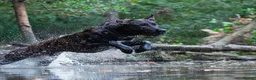 Mixed Breed dogs for sale: Dutch herder puppies - Advert 8