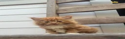 Mixed Breed cats for sale: Adorable ginger kitten for sale  - Advert 2