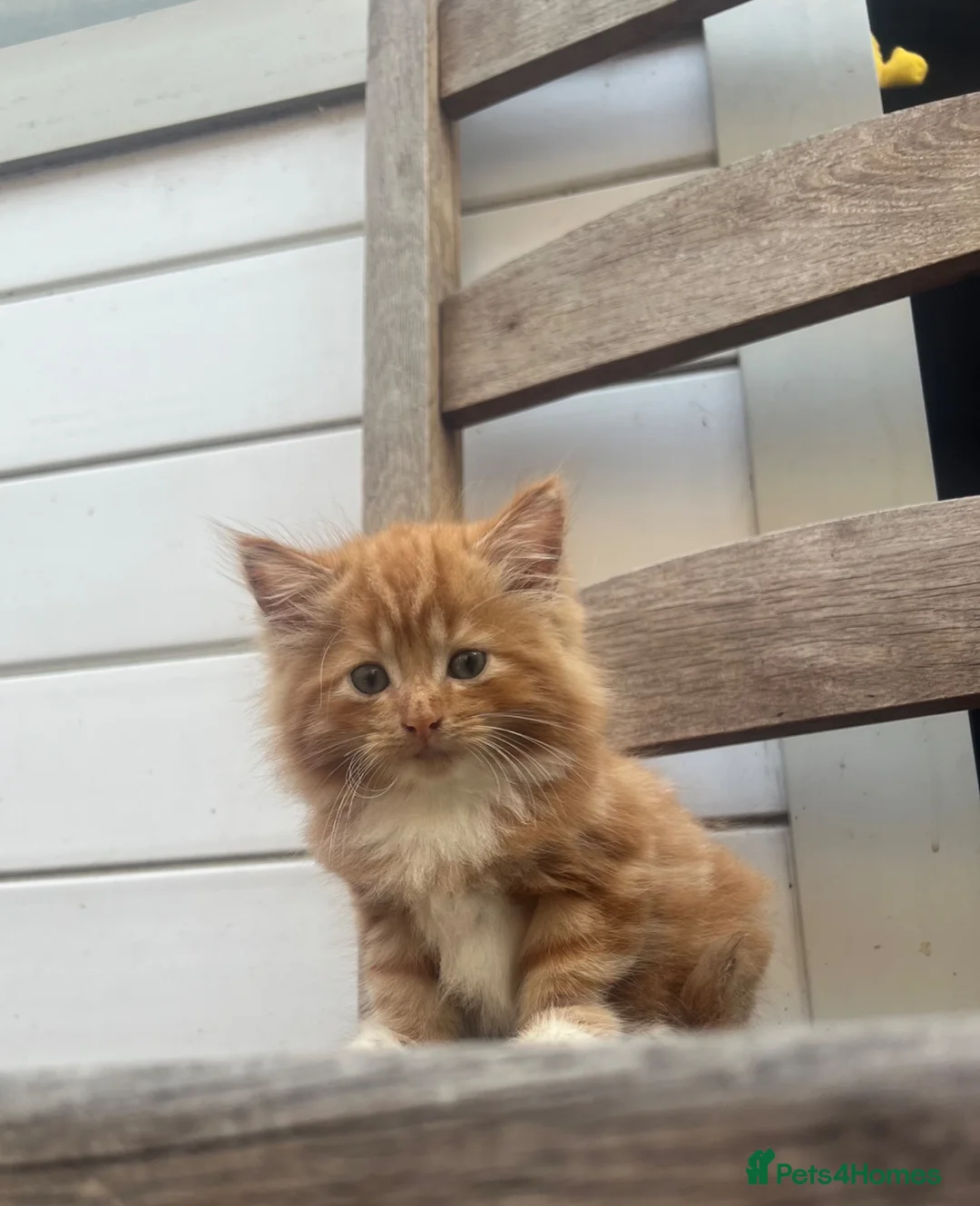 Mixed Breed cats for sale: Adorable ginger kitten for sale  - Advert 2