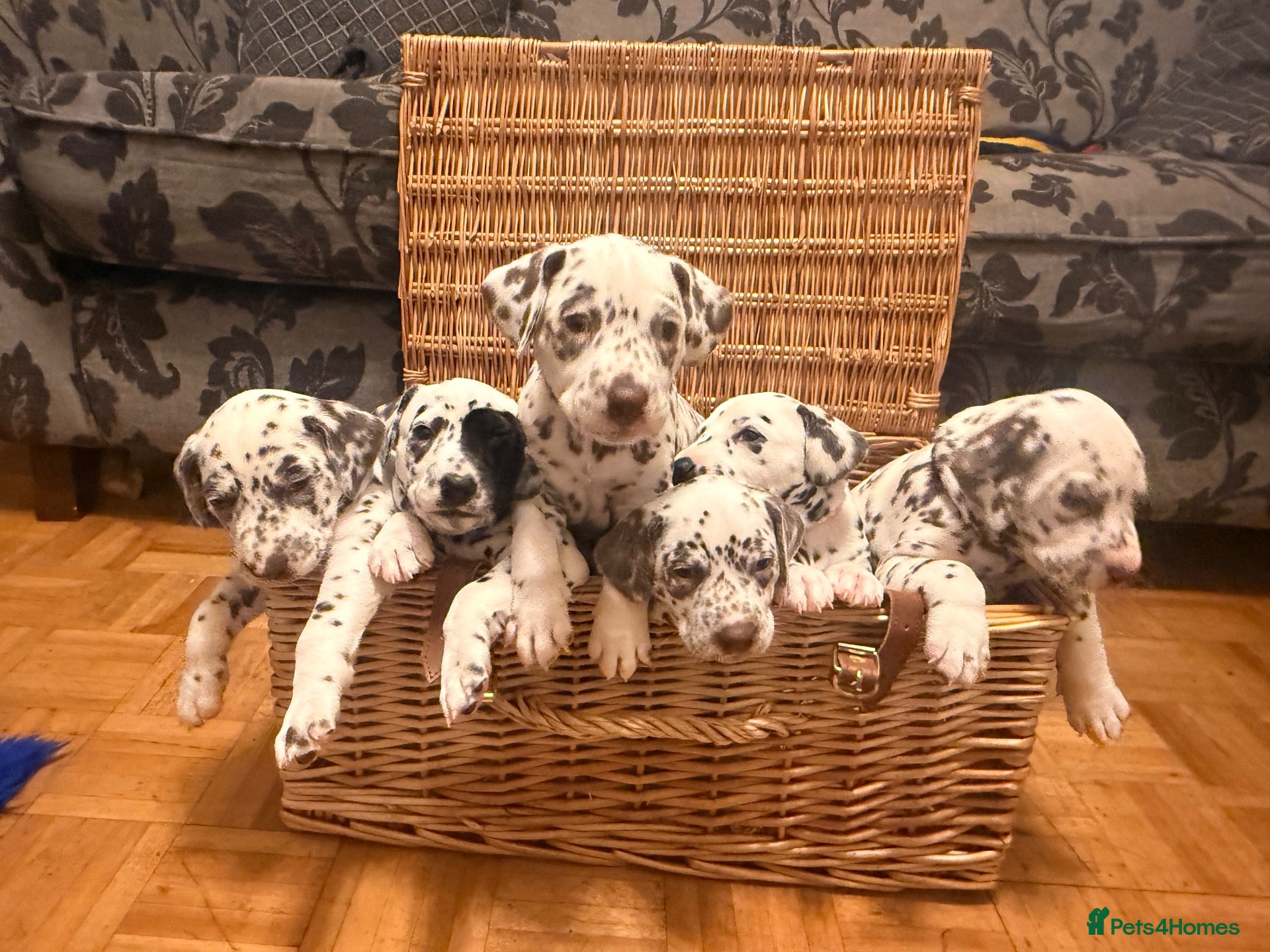 Dalmatian dogs for sale: 6 Dalmatian Puppies for Sale  - Advert 2