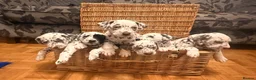 Dalmatian dogs for sale: 6 Dalmatian Puppies for Sale  in Heathfield - Advert 8