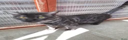 Bengal cats for stud: Unique Black Smoke Bengal stud boy - Advert 9