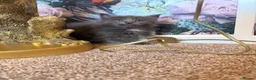 Ragcoon cats for sale: STUNNING BLUE RAGCOON FLUFFY KITTENS  - Advert 6