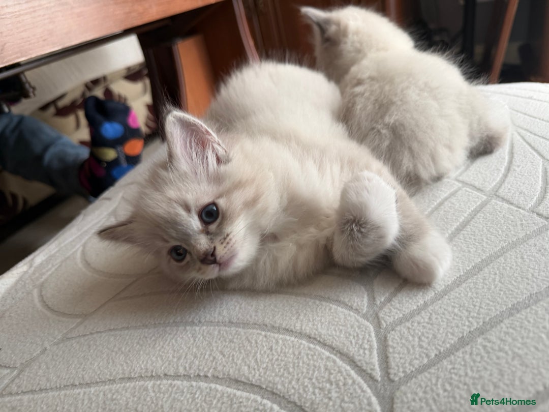 Ragdoll cats for sale: Kittens For Sale Cute small Ragdoll - Advert 7