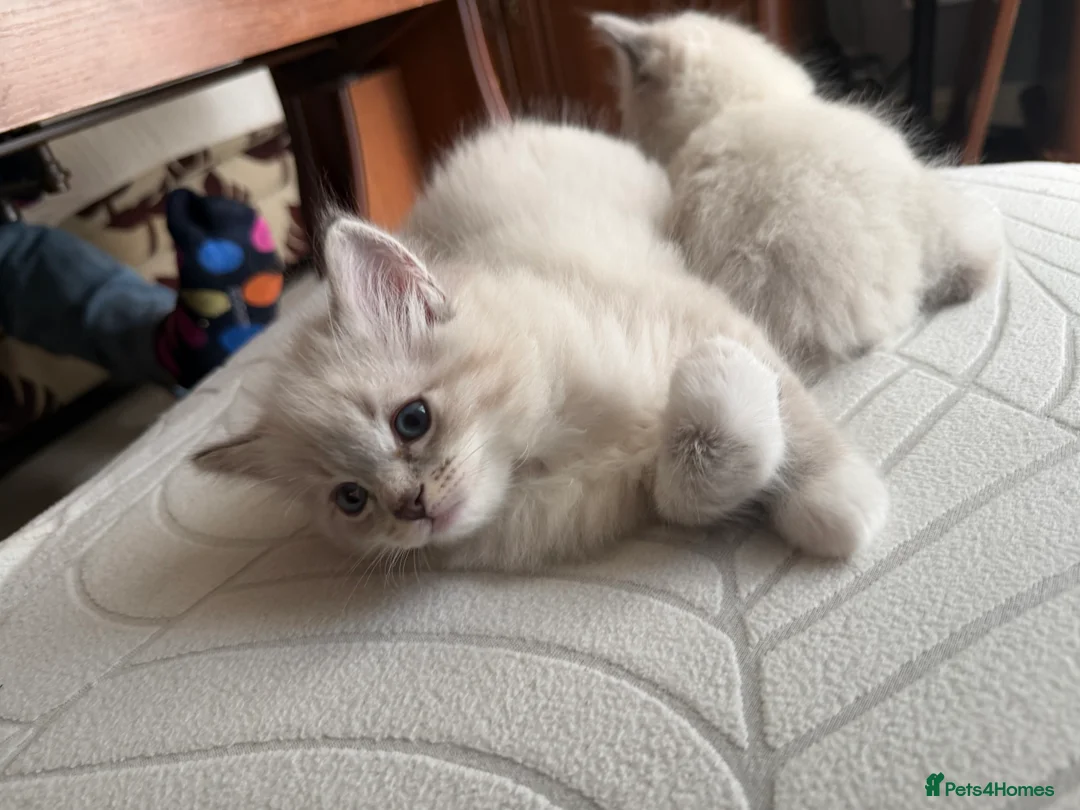 Ragdoll cats for sale: Kittens For Sale Cute small Ragdoll - Advert 10