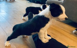 Border Collie dogs for sale: Beautiful sheepdog pups - Image 11