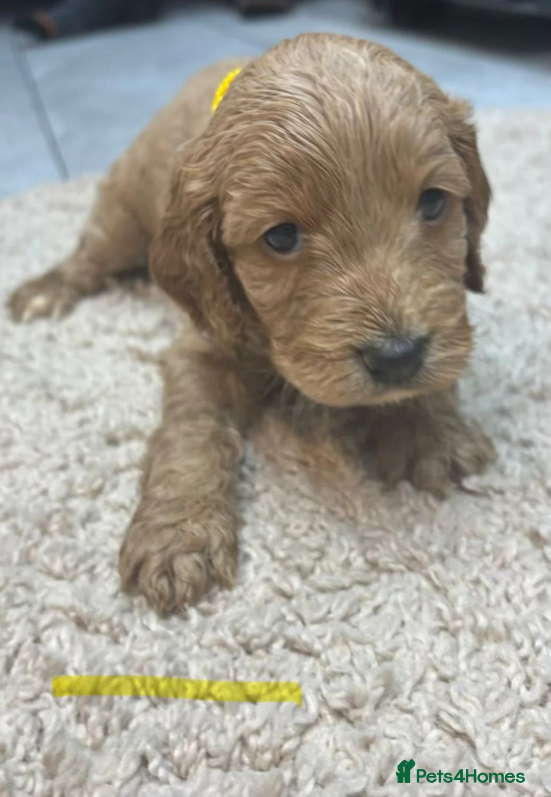 Cockapoo dogs for sale: Beautiful f1 red cockerpoos - Advert 7