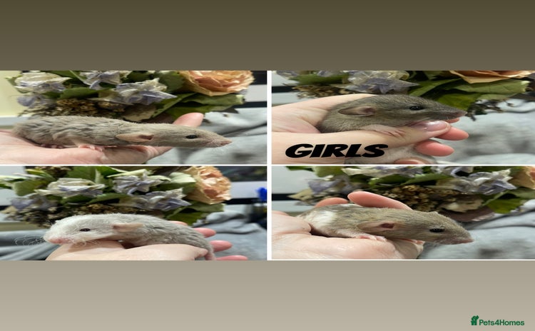 Rat rodents Stunning baby rats! - Advert 14