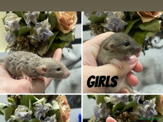Rat rodents Stunning baby rats! - Advert 6