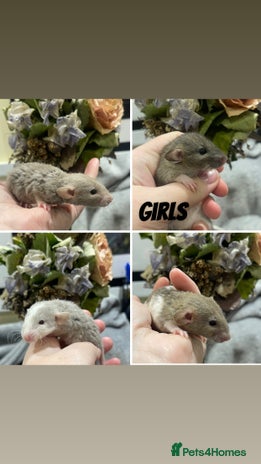 Rat rodents Stunning baby rats! - Advert 2