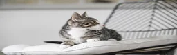Mixed Breed cats for sale: REDUCED READY TO GO -  1 BOY/GIRL Tabby kittens  - Advert 9
