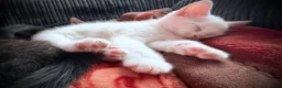 British Shorthair cats for sale: Beautiful Kittens 🐱  in Birmingham - Advert 5