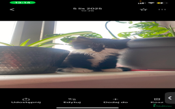 Mixed Breed cats for sale: Beautiful girl  - Image 1