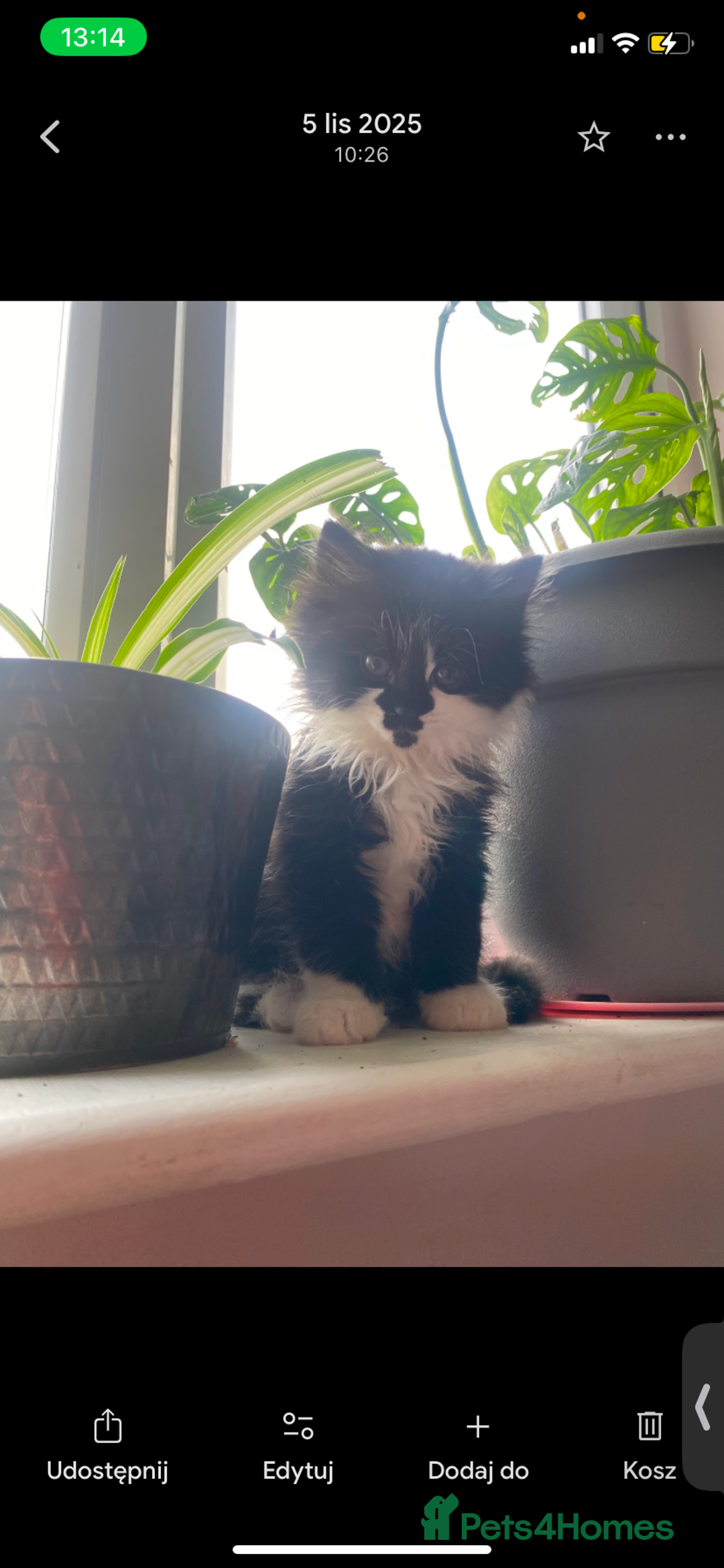 Mixed Breed cats for sale: Beautiful girl  - Image 1