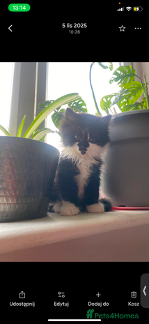 Mixed Breed cats - Advert 1