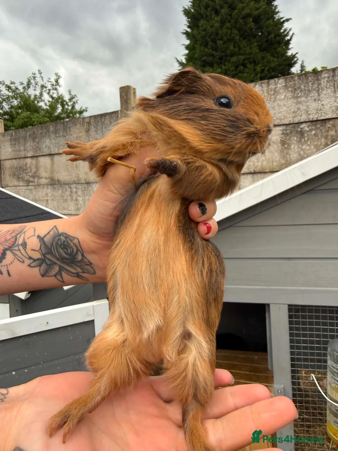 Guinea Pig rodents for sale: 1 male  - Advert 1