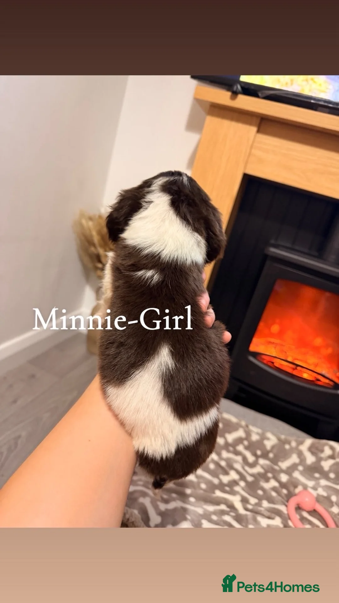 Cocker Spaniel dogs for sale: Cocker spaniel in Omagh - Advert 7