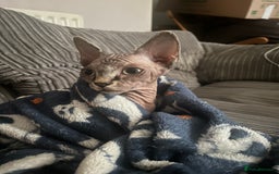Sphynx cats for sale: Beautiful male sphynx cat - Image 5