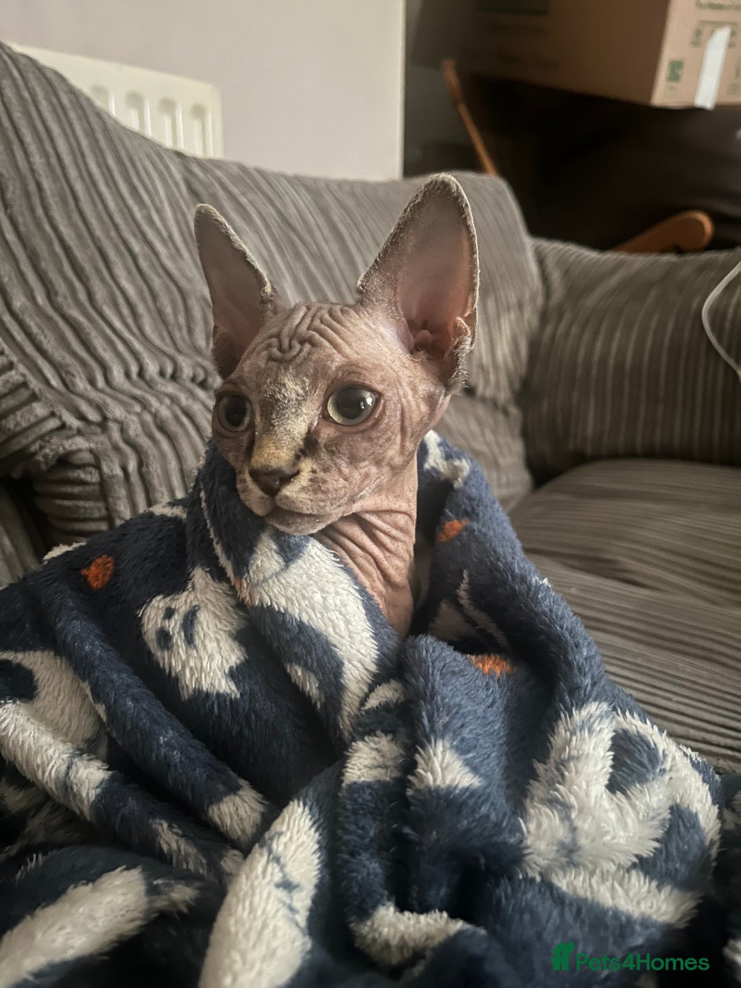 Sphynx cats for sale: Beautiful male sphynx cat - Image 5