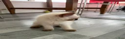 Ragdoll cats for sale: Ragdoll Kittens  - Advert 17