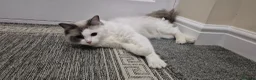 Ragdoll cats for sale: Beautiful Female Ragdoll Looking for a Loving Home - Advert 9