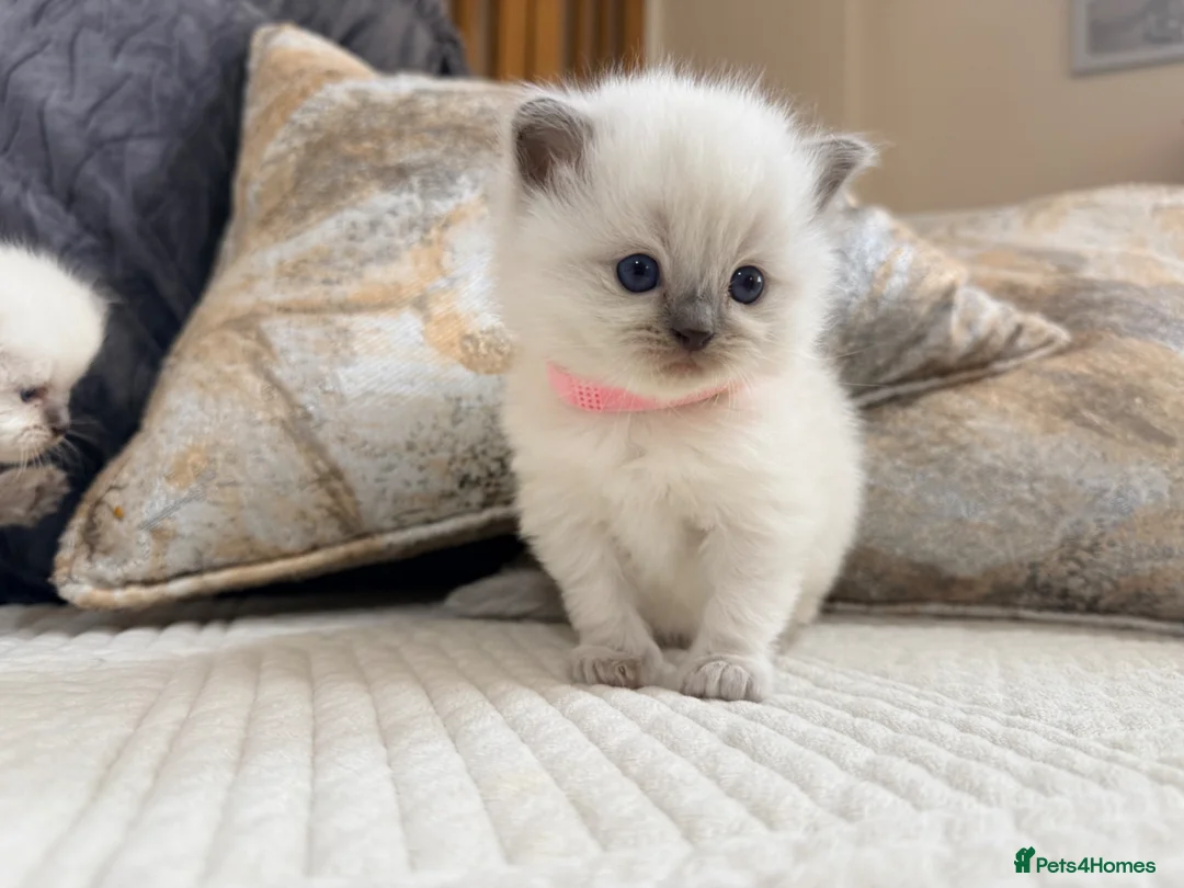 Ragdoll cats for sale: Stunning Bluepoint Ragdoll Kittens for sale - Advert 1