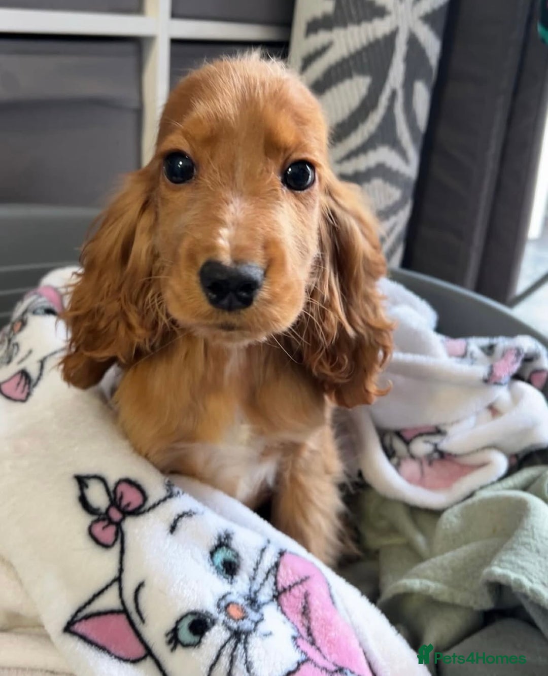 Cocker Spaniel dogs for sale: Cocker Spaniel Female 9 Months Old - Advert 1