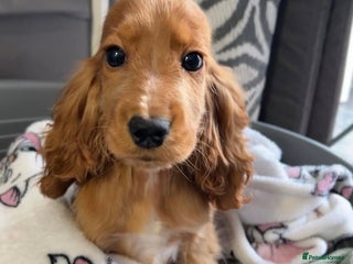 Cocker Spaniel dogs Cocker Spaniel Female 9 Months Old - Advert 18